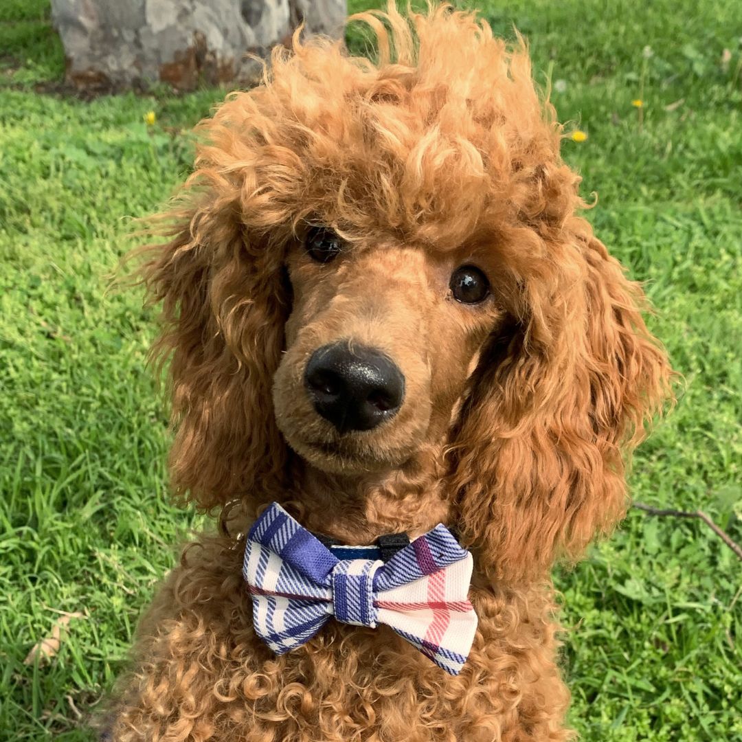 Bow ties best sale for dogs australia