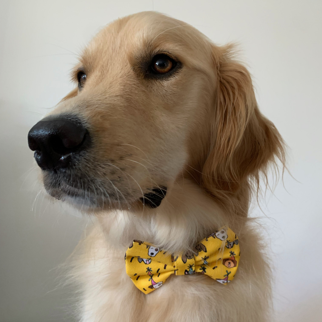 Dog bow tie melbourne deals