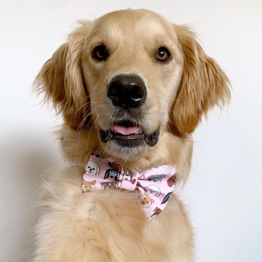 Pups Roses Dog Bow Tie