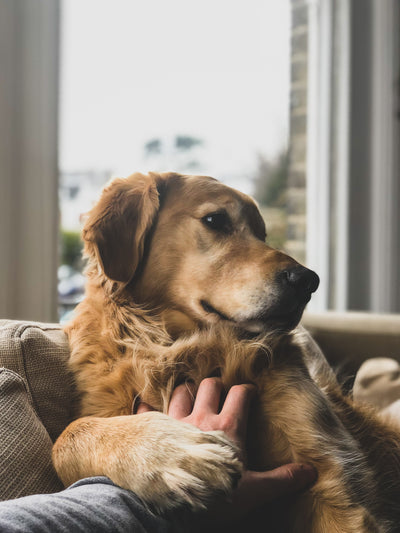 Staying Paw-sitive: Five reasons we love our dogs :)