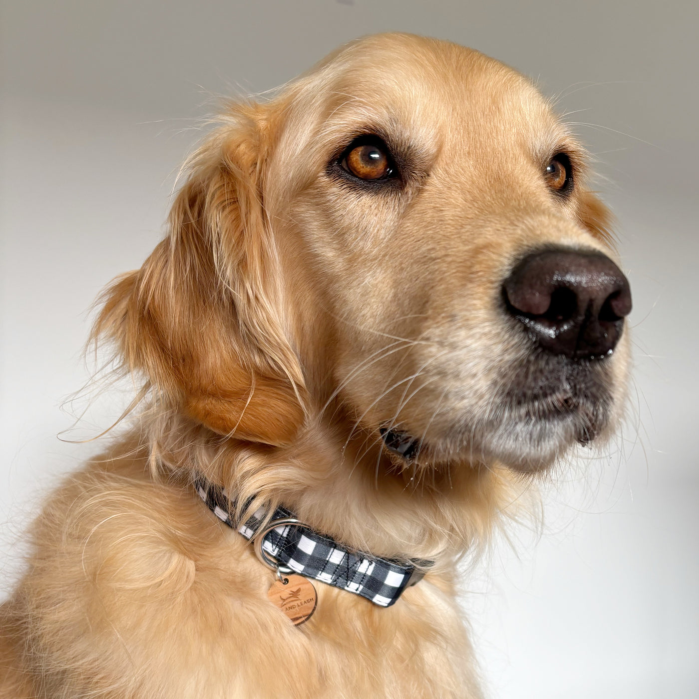 Black Gingham Dog Collar