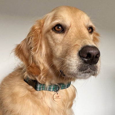 Green Plaid Dog Collar