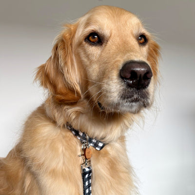 Black Gingham Dog Lead