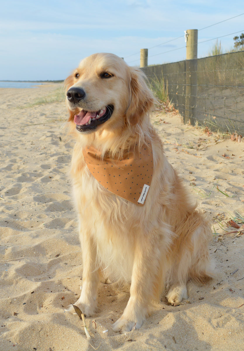 Smiling Golden retriever dog sitting on beach wearing an eco-friendly dog bandana in dog size chart large. Handmade of organic cotton and hemp canvas fabric. bandana attaches to dog's collar. 