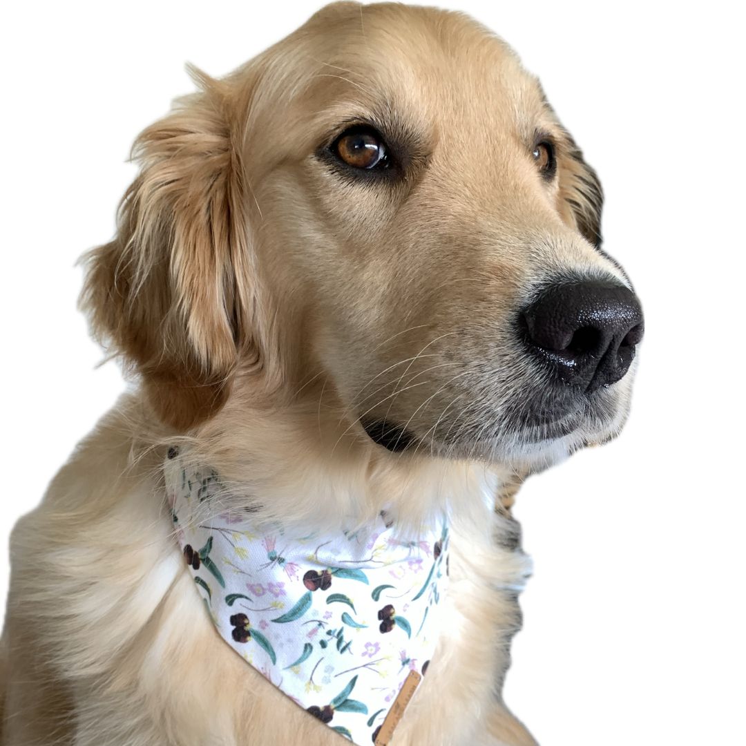 Gumnuts About You Dog Bandana