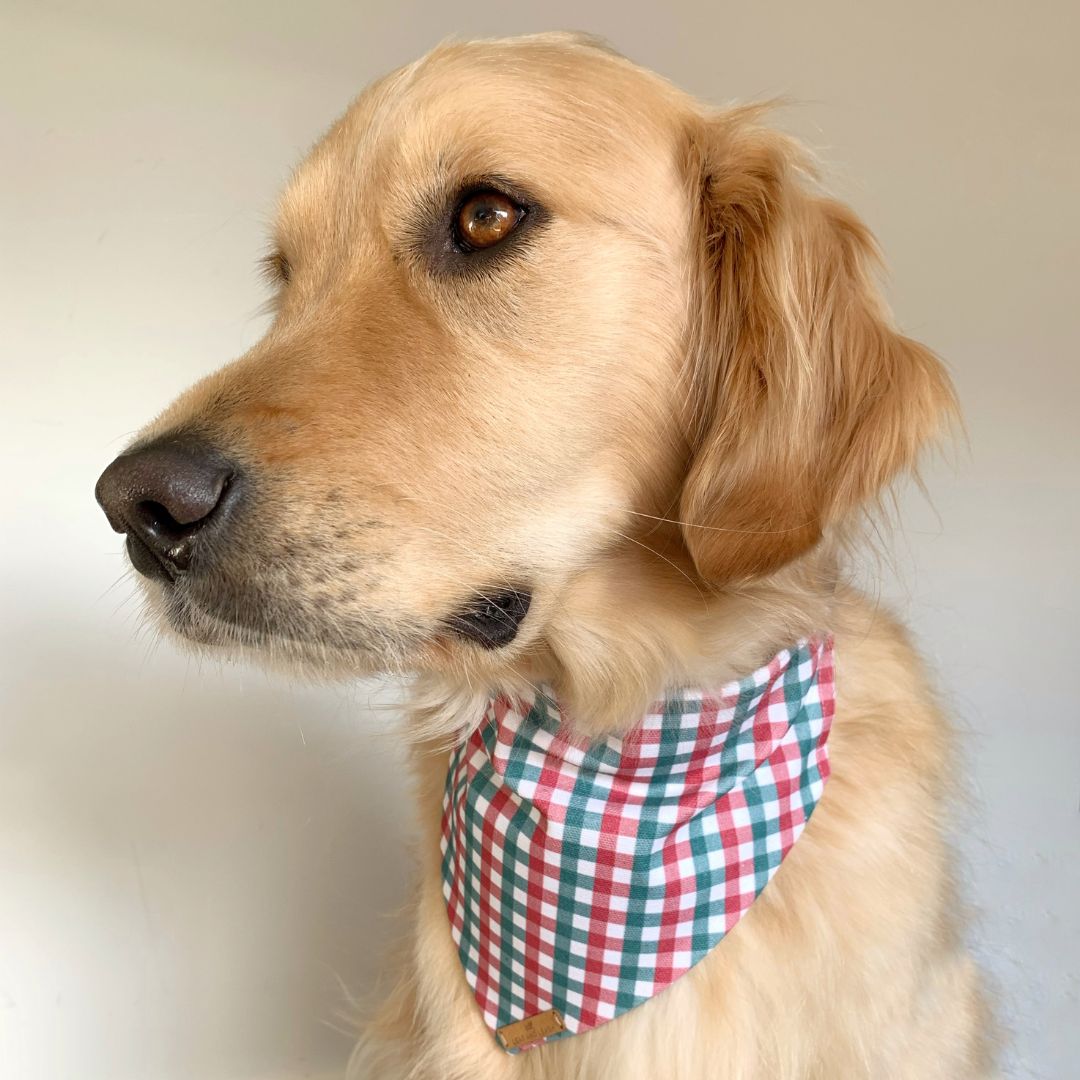 Peppermint Puppy Dog Bandana