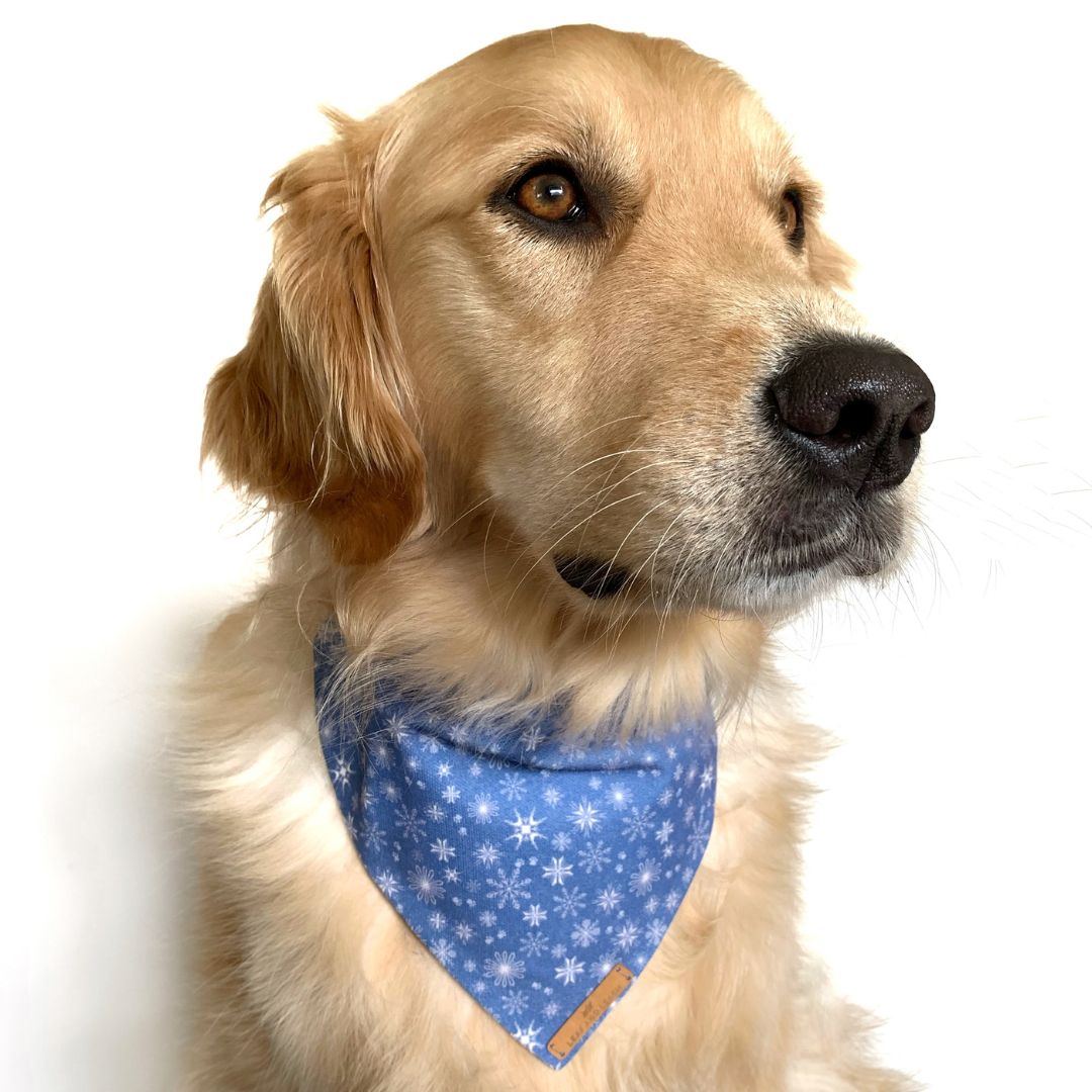 Best in Snow Dog Bandana