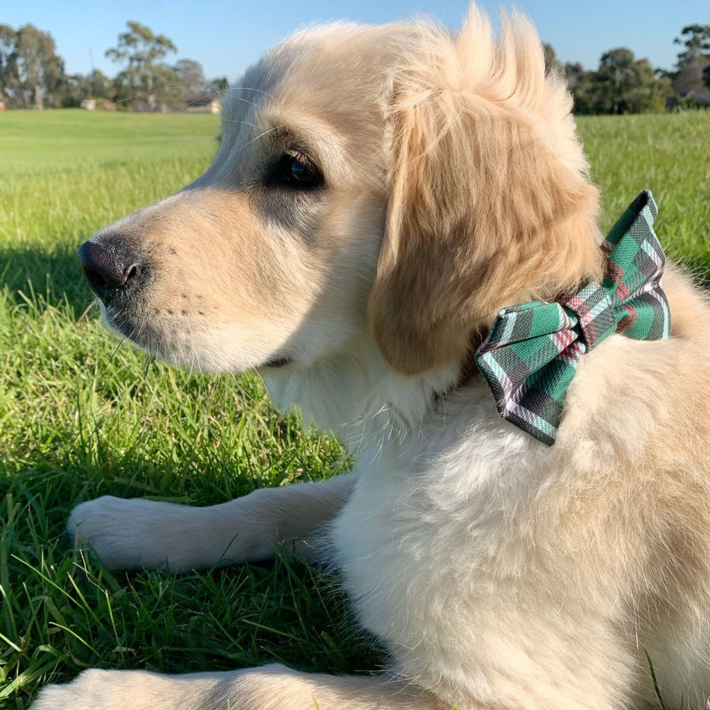 Freshly Groomed Dog Bow Tie Leaf and Leash