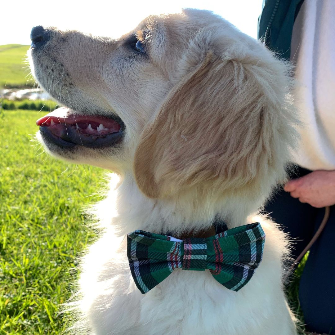 Freshly Groomed Dog Bow Tie