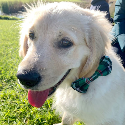 Freshly Groomed Dog Bow Tie