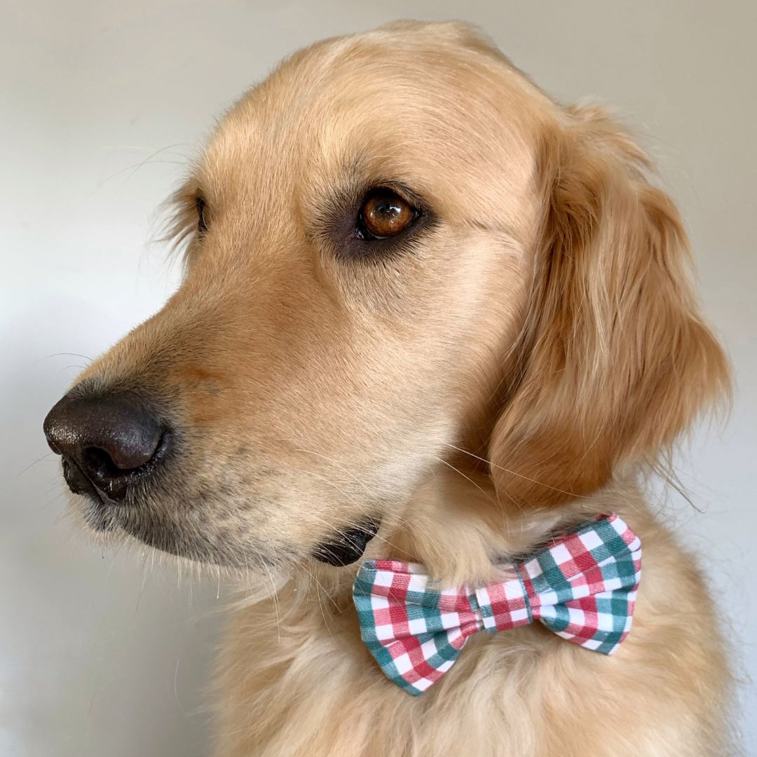 Peppermint Puppy Dog Bow Tie