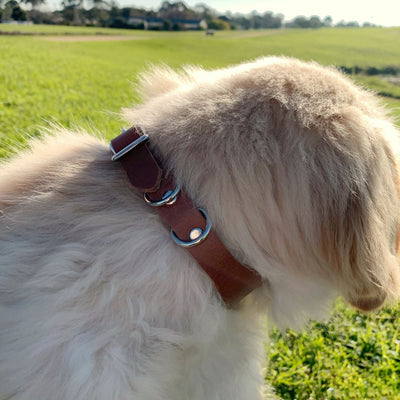 Leather Dog Collar - Tan & Stainless Steel