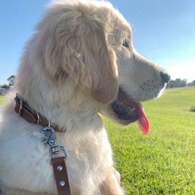 Leather Dog Collar - Tan & Stainless Steel