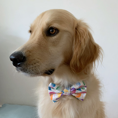 Ball-oon Bday Dog Bow Tie