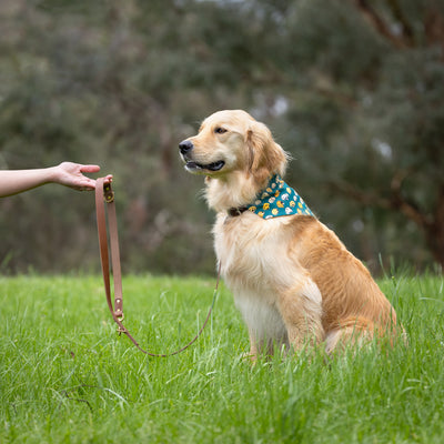 short dog leads australia. tan leather and brass dog leash