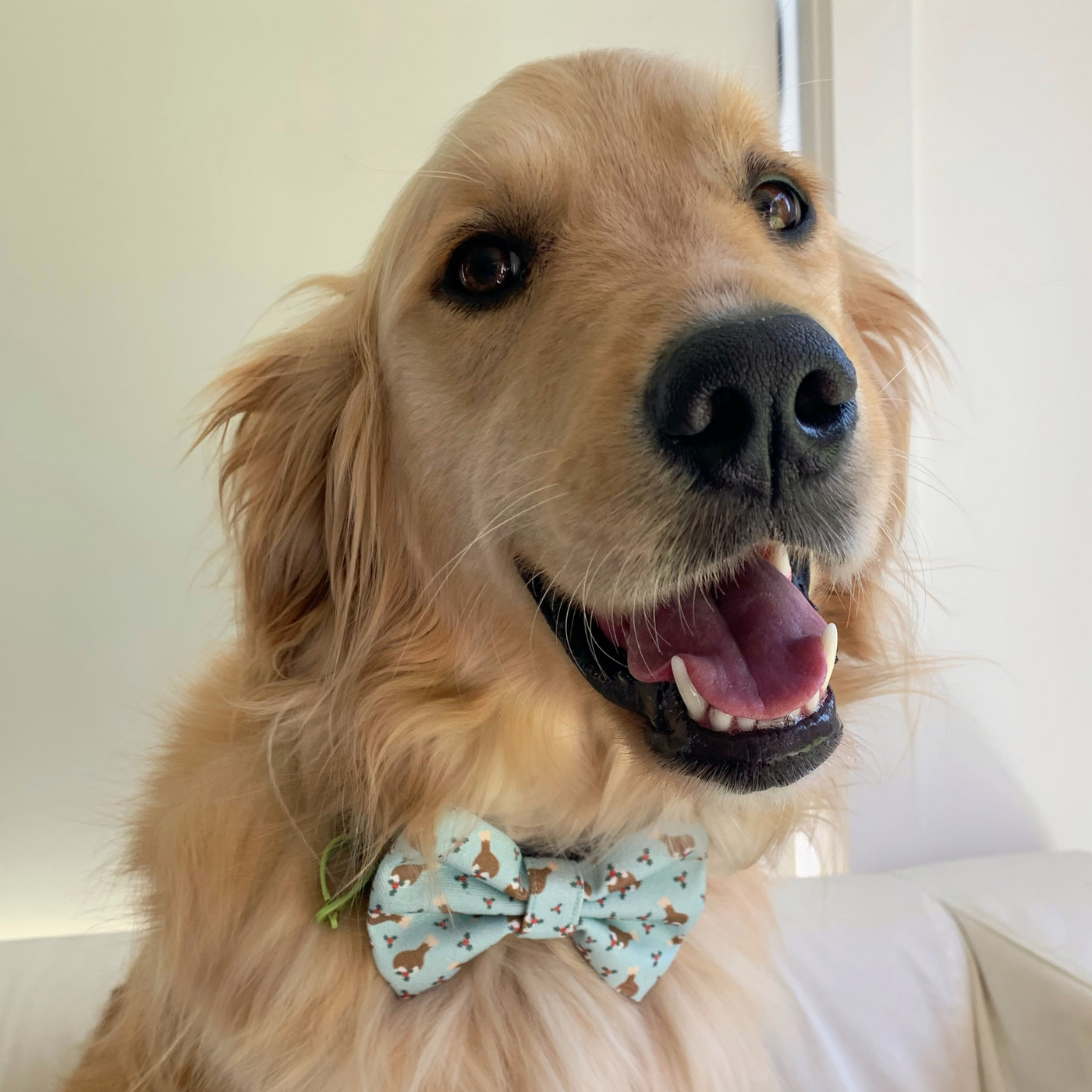 Christmas Chimken Dog Bow Tie