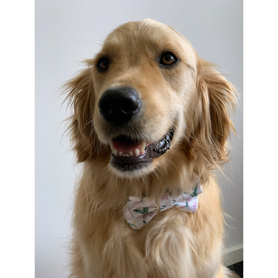 Gumnuts About You Dog Bow Tie