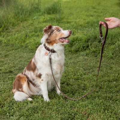 short dog leads australia. brown leather dog leash