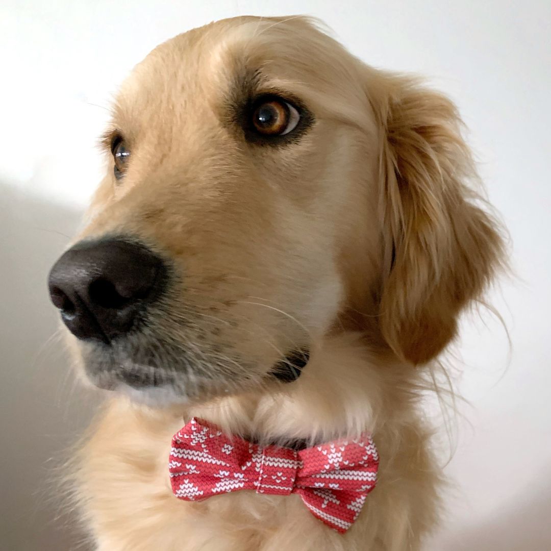 My Not-So-Ugly Christmas Sweater Dog Bow Tie (RED)