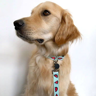 Paw-termelon Dog Collar