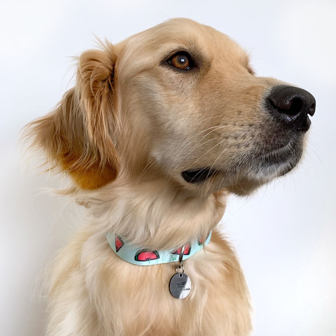 Paw-termelon Dog Collar