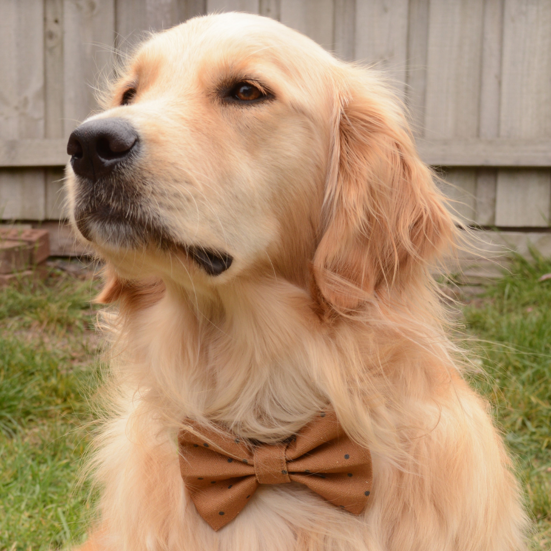 Soil and Seeds Dog Bow Tie