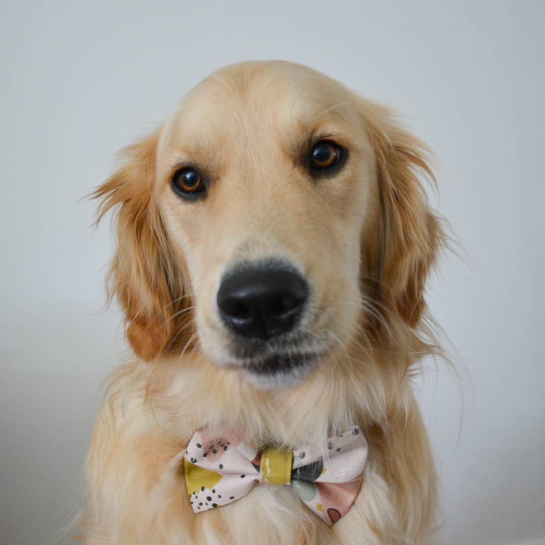 Sunset Tunes Dog Bow Tie