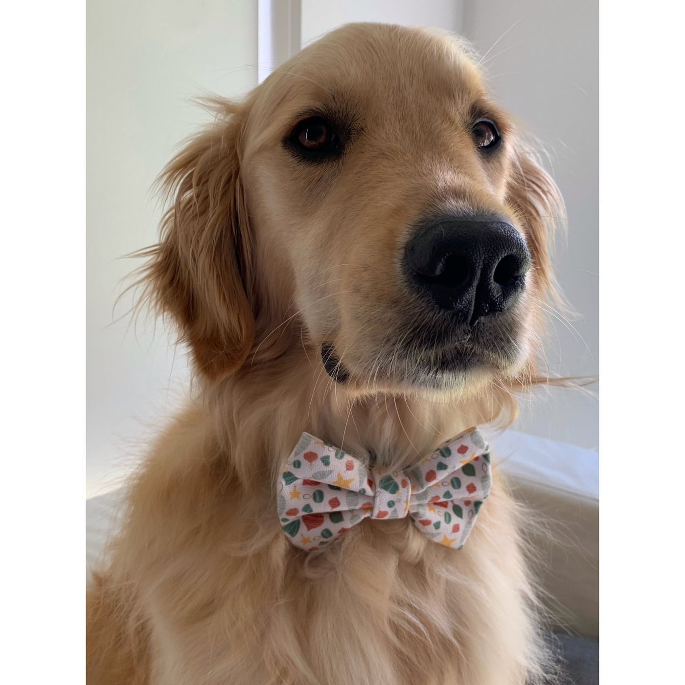 Where are my Baubles? Dog Bow Tie